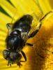 Eristalinus sepulchralis
